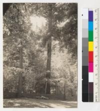 Etter's arboretum. Ettersburg, California. Monterey cypress to right. Digger pine to left. European linden in background. Plantation about 40 years old. Originally a Douglas fir woodland. Planted and owned by Albert Etter. See also #6423-4. 8-8-37, E.F