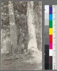 Two large Manna gum (Eucalyptus viminalis) Chico Station Plot K 28 years old. Over 100 feet high. August 1919