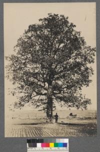 White Oak (Quercus alba L.) Fagaceae