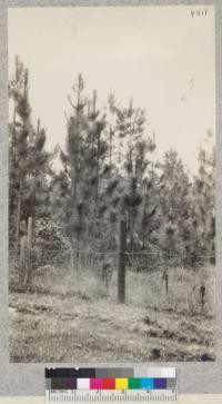 Longleaf Pine Reproduction Studies. Robert's Plot near Urania, La. Estab. 1915 by S.T. Dana. Seeded in 1913 naturally. Compare with #4810. Protected against fire. Trees twice as high as on burned plot (see #4810). Note thrifts. E. Fritz, May 1929