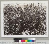 A fine group of toyon or California Christmas berry plants in cans at the State Forest Nursery lathhouse, Davis, 1942. State Division of Forestry