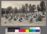 Chamise as it appears on a badly over-grazed sheep trail. No other vegetation remaining. Beegum, California. T.28 N. R.8 W. Mt. Diablo Meridian, Sec. 4