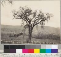 White oak. (Quercus lobata). East of Redwood Highway. Between Ukiah and Hopland. 3-5-38. E.F