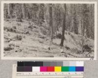 University of California Permanent Sample Plot #2. Photo from northwest corner. S. B. Show (F.S.) June 25, 1921