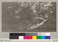 The Bellue-McLeod foot log, over Schnieder Creek. Built in 1921. Camp Califorest, Meadow Valley, California. August 1921