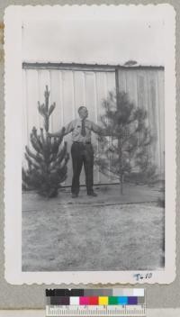 Ranger Les Gum and Monterey pine and Knobcone pine Christmas trees tried out December 1951. Metcalf