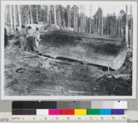 Splitting rotten-center redwood logs. Showing clear cant ripped off a 61'' x 72'' x 24' log. Log No. 1. 132 sq. ft. Time: 18 minutes of actual sawing time. Arcata Redwood Company, Orick, California. 1-17-48. E.F