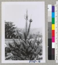 Dr. McNulty's Monterey Pine Plantation in Healdsburg. Tree #3 before pruning. March 1955