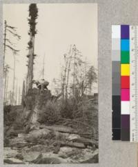 Redwood Utilization Study. John Sammi counting rings on a stump. E. F. September 23, 1928