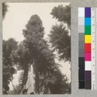 Redwood. Topped tree in Richardson Grove. Looking up along trunk from south side. See also #6922-23. 6-28-41 E.F