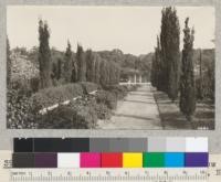 Long water lily beds bordered by a row of Italian cypress at McGill Ranch, Napa County. Metcalf. 1926