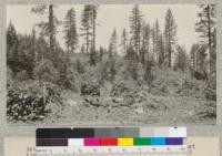 Brush piles and cordwood on a National Forest timber sale. Plumas National Forest. Camp #10 Clover Valley Lumber Company, Loyalton, California. Yellow pine and white fir reproduction in background. Also trees left for future cut