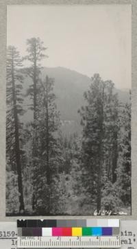 View of Redwood Mountain, Tulare county, from the General's Highway through the pines. The clearing is at Whitaker's Forest. July 1937. Metcalf