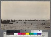 Juniper and Yellow Pine. Breaks of Missouri River, near Wilder, Mont. Sage low, grass poor. Density .3, requiring 50 acres per cow. T.21 N. R.2 E. Principal Meridian, Sec. 22. Lewistown, Mont