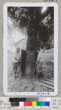 Yield of cork from 4.3 ft. of stem on Tree 3-N, Davis Highway, was 59 lbs. in 6 years. The tree is 58 ft. tall at 30 years of age. Doney & Green. 1946. Metcalf