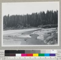 Redwood region. Dyerville Flat as seen from Redwood Highway, looking south. Photo taken to show courses of South Fork (right) and main Eel River as 1946. One year after open "groins" or wing dams were built to prevent bank erosion. Park headquarters buildings just off to right. August 24, 1946. E. F