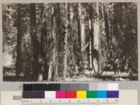 White Fir. Punch Bowl #3. Site 60' at 50 years. Volume 63,100 board measure per acre. Age 82 years. Schumacher, 1925