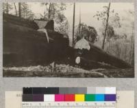 Redwood Utilization Study. Loss due to breakage. In area just west of experimental area. Nine feet bucked out on a 40" diameter. E. F. July, 1928