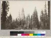 Red Fir, Abies magnifica, between Gin Flat and Tamarack Flat on Big Oak Flat Road in Yosemite National Park. Includes some Jeffrey Pine