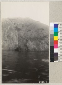 The cliffs and typical growth of oaks, ironwood, and various brush species along the rugged shore of Santa Cruz Island. The upper portions of the island are severely over grazed