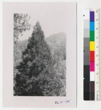 A shapely incense cedar, Libocedrus decurrens, with hillside of ponderosa pine and Douglas fir along Yuba River near Downieville. Metcalf. July 1952