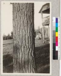 Pinus strobus. Itasca Park, Minnesota