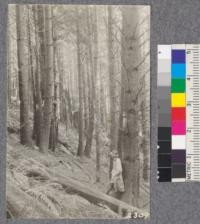 Secondgrowth Redwood Yield Study. Garcia - plot #4. A 43 year old stand of white fir - 82 M.B.M. per acre. Oct. 1922