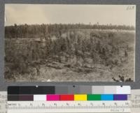 Bixby Ranch, Orange County, July 1919. Sugar gum, 12 years old. Pit planting on hillside irregular spacing in foreground; 6' x 6' spacing in grove on hilltop. Picture taken from lane between sugar and grey gums. Row measured in hilltop grove is about in the center of this picture