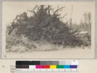 Root system of windthrown Douglas Fir near Lake Quinault, Washington. Note absence of tap roots