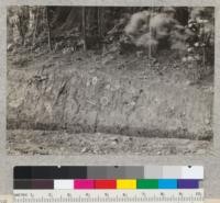 A fresh highway cut on south edge of Weott, made in early April 1933. Showing depth of root systems and old surface levels. See also #5707. Silt soil. Bank is 5-6' high. April, 1933. E.F