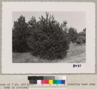 Picture of 7 year old Monterey pine. Road side planting near Army Camp, north of Monterey. Grah in picture. March 1950. Grah