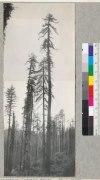 Selective Logging Study. Plot #1676. Large tree to right is #974; #975 is to left. Middle tree is outside the plot. Photo from top of 9' stump and above lower end of plot. 6/25/40. E.F