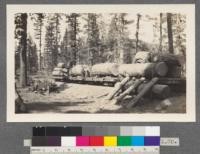 Loading logs with tripod, Sierra Nevada Wood and Lumber Company, Tahoe National Forest