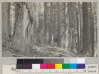 White Fir. Butte Creek Plot #18. Site 60' at 50 years. Volume 84,600 B.M. [board measure] per acre. Age 112 years. Schumacher, 1925