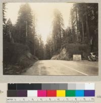 Redwood Region. Highway about 8 miles south of Crescent City, California. Heavy reproduction of redwood seedlings on disturbed earth on both sides of road. Road completed in late 1934. Both banks heavily covered with seedlings. Note also heavy growth of fire weed (Erechtites prenanthoides) six feet high and very dense. Highway station B196 + 50. See also #6013. 7-16-36 E. F