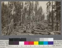 1916 cutting, U.S. Forest Service timber sale to Spanish Peak Lumber Company above Spanish Creek. Note large amount of thrifty trees left after dead, decadent, mature and mis-shapen trees were removed. Plumas National Forest. Califorest '20 class on trail. August, 1920. E.F