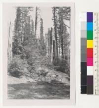 Redwood Region. A close-up of stand shown in #7536-9. The snags of the Douglas firs and white firs killed in 1936 are shown and the heavy reproduction following the fire. 9/3/52 E.F