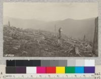 A devastated area now within the Pisgah National Forest on which the Forest Service is conducting planting experiments with Japanese Black Pine, Norway Spruce, Western White Pine and other species. C.F. Korstian of the South Appalachian Forest Experiment Station making an examination of plots put out in Spring 1923. The fine Red Spruce forest which stood here was cut by the former owners in 1911 and burned over twice in next three years. It is near Klingman's Peak [Clingman Dome?] on auto road to Mt. Mitchell at elevation of about 5500 feet