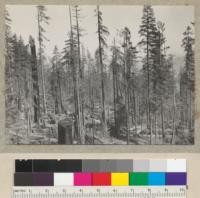 Redwood Acceleration Studies. Tree #1584, from the East. Core saved. 4/13/38 E.F