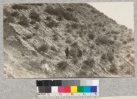 Vegetation on the Barranca burn, Devil's Canyon. Burned September, 1925. Eroded by rain April, 1926. Metcalf. November, 1927. San Bernardino County