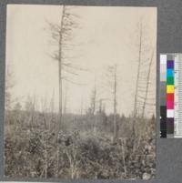 Reproduction of inferior species after a fire. Poplars and white birch taking place of pines and hemlock. Douglas Lake, Michigan. Metcalf