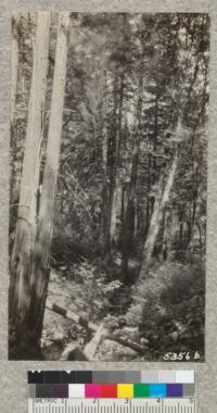 One of the little flats covered with second growth redwood along Ritchie Creek