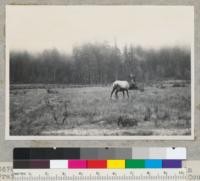 Bull Roosevelt Elk from a wild herd in Prairie Creek State Redwood Park, Humboldt County, California. Elk has come out of forest to feed near custodian's house. Redwood Highway is behind the rail fence. See also #6677 and 6679. 1-4-40, E.F