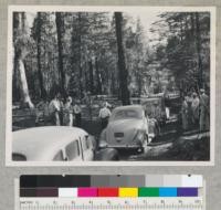 Pine forest enroute to Latour Butte. Party is that of Senator G. M. Biggar, legislative forestry committee. A Culled stand. Good reproduction. On road off from Route 44 Sept. 12, 1944 E. F