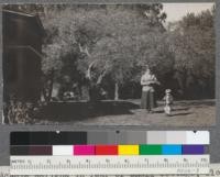 Acacia saligna in rear of small cottage, Plot B. Badly infected with a heart rot. Santa Monica Forestry Station. Jan. 1918