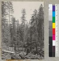 Redwood Region. Selective Logging. Pacific Lumber Company landing No. 3. After logging and before burning. 5-5-39. E.F