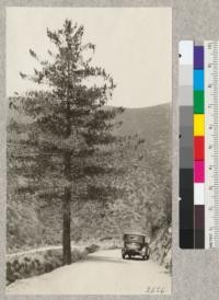 A lone Sugar Pine loaded with cones and about 20" diameter at breast height, on Priest Grade, Big Oak Flat Road. Elevation 2400'; a little below it is a Yellow Pine