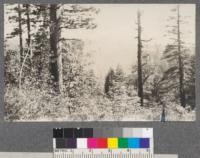 Brush fields on upper Schnyder Creek caused by fire. Plumas National Forest. Camp Califorest 1920