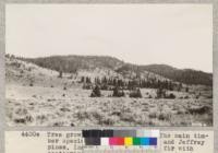 Tree growth in Modoc County. The main timber species are western yellow and Jeffrey pines, Incense cedar and white fir with scattering Douglas fir and sugar pine in favored locations. The Sierra Juniper is scattered in all of the drier situations and is the only tree towards the east except for scrubby species of which the mountain mahogany and service berry are the most common. Metcalf. July, 1928