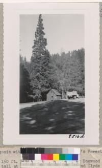 Whitaker's Forest. April 18, 1950. the 150 ft. Sequoia gigantea north of Dogwood Lodge is 75 years old. The building is 16 ft. tall at the ridge. Earl O'Roke and Clyde Williams are dwarfed by the tree. Metcalf